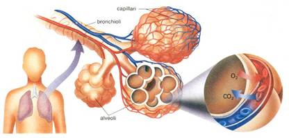 Bronchioli e Alveoli polmonari
