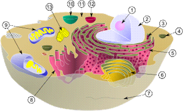 Schema di una tipica cellula animale con tutti i suoi componenti subcellulari. (1) nucleolo, (2) nucleo, (3) ribosoma, (4) vescicola, (5) reticolo endoplasmatico rugoso, (6) apparato del Golgi, (7) citoscheletro, (8) reticolo endoplasmatico liscio, (9) mitocondri, (10) vacuolo, (11) citoplasma, (12) lisosoma, (13) centrioli.