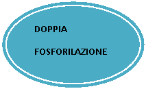 Oval: DOPPIA
FOSFORILAZIONE
