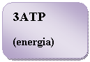 Rounded Rectangle: 3ATP 
(energia)
