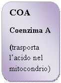 Rounded Rectangle: COA
Coenzima A
(trasporta l'acido nel mitocondrio)
