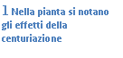 Text Box: 8 Nella pianta si notano gli effetti della centuriazione