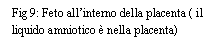 Text Box: Fig 9: Feto all'interno della placenta ( il liquido amniotico  nella placenta)