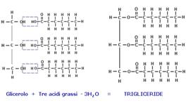 trigliceridi.gif