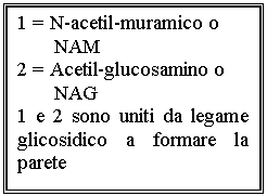 Text Box: 1 = N-acetil-muramico o       
       NAM
2 = Acetil-glucosamino o 
       NAG
1 e 2 sono uniti da legame glicosidico a formare la parete

