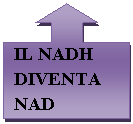 Up Arrow Callout: IL NADH DIVENTA NAD