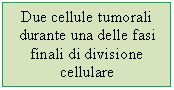 Text Box: Due cellule tumorali durante una delle fasi finali di divisione cellulare