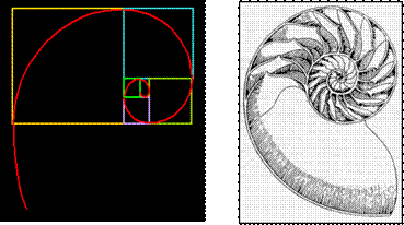 https://www2.polito.it/didattica/polymath/htmlS/argoment/APPUNTI/TESTI/Mag_02/Img_Lez_mag_02/nautilus.gif