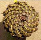 fibonacci3