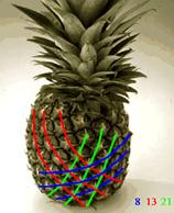 Zapfen_Ananas (2)