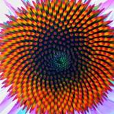 C:UsersLorisAppDataLocalTempRar$EX84.878lorenzoniDesignconeflower.jpg