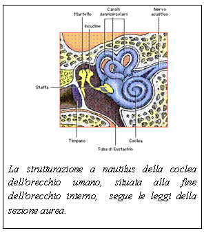 Text Box:  
La strutturazione a nautilus della coclea dell'orecchio umano, situata alla fine dell'orecchio interno,  segue le leggi della sezione aurea.
