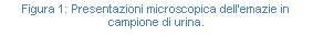 Text Box: Figura 129: Presentazioni microscopica dell'emazie in campione di urina.
