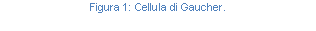 Text Box: Figura 35: Cellula di Gaucher.