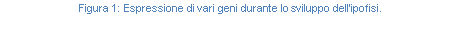 Text Box: Figura 145: Espressione di vari geni durante lo sviluppo dell'ipofisi.