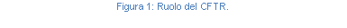 Text Box: Figura 69: Ruolo del CFTR.