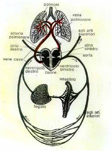 piccola circolazione.jpg