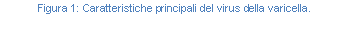 Text Box: Figura 158: Caratteristiche principali del virus della varicella.