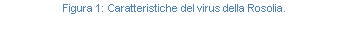 Text Box: Figura 165: Caratteristiche del virus della Rosolia.