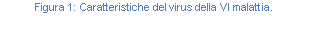 Text Box: Figura 167: Caratteristiche del virus della VI malattia.