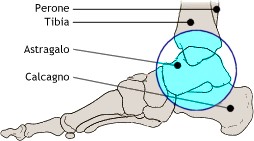 Caviglia