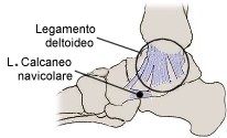 Legamenti dell'articolazione tibio-tarsica