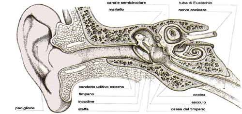 Orecchio in sezione