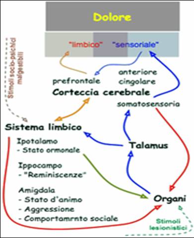 Elaborazione di segnali algesici in dolori