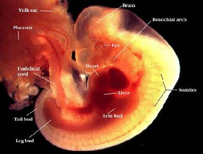 embrione alla 4a settimana