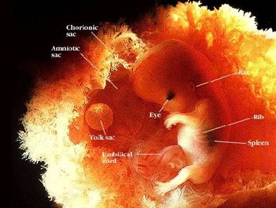 embrione alla 7a settimana