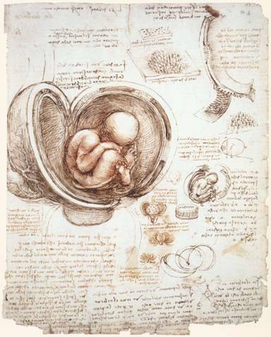 C:Documents and SettingsPadre LucaDocumentiImmagini9embryo.jpg